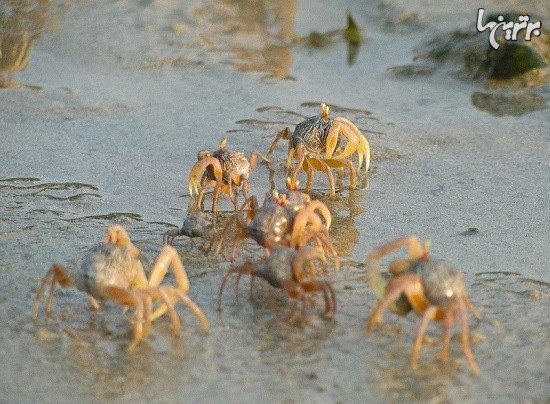 خرچنگهای ماسه گرد کن؛ هنرمندان طبیعت