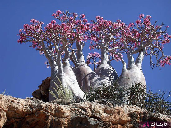 جزیره‌ی «سقطری» یمن با درختان اعجاب انگیزش