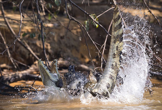 حمله برق‌آسای پلنگ به تمساح +عکس