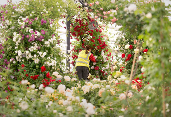 تصاویری زیبا از نمایشگاه گل در انگلیس