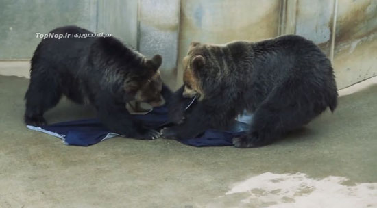 طراحی شلوار جین توسط شیر ها و خرس ها!