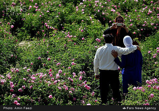 عکس: آئین گلاب‌گیری در فارس