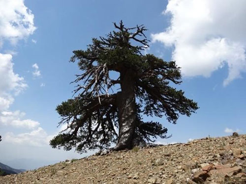 پیرترین درخت اروپا