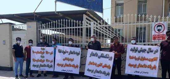 تلف شدن دام‌ها در خوزستان به دلیل گرانی خوراک