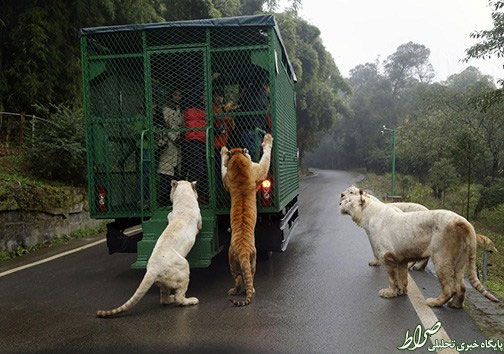 عکس: هیجان در کنار شیرها و ببرها