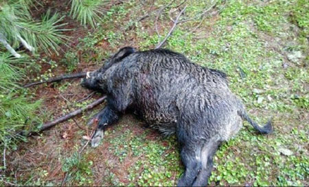 شلیک اشتباه در شکار گراز، دو نفر را کشت