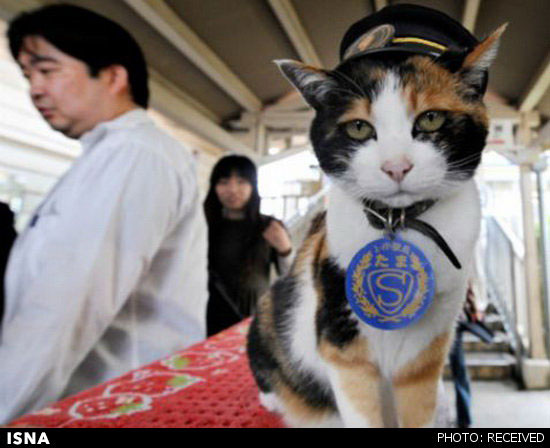 مرگ معروف ترین گربه ژاپن +عکس