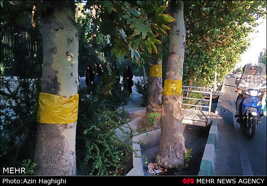 عکس: مگس های سفید تهران کاملا مقاوم!