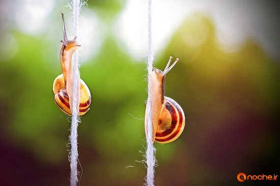 تصاویری از دنیای زیبای حلزون ها