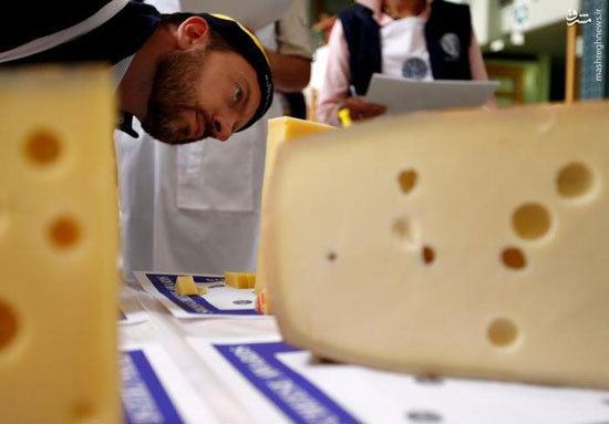 مسابقه خوشمزه‌ترین پنیر سال