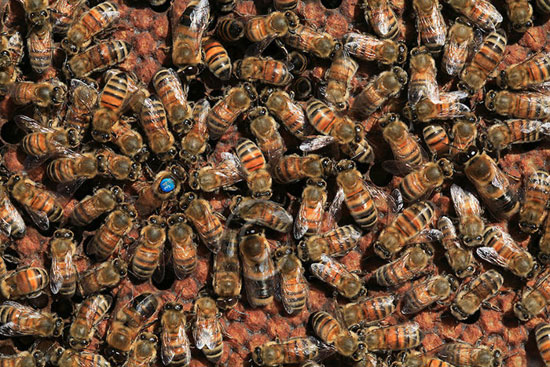 ۱۰ واقعیت جالب در مورد زنبورهای عسل