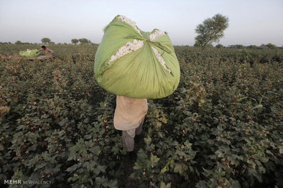 عکس: مزارع پنبه در پاکستان