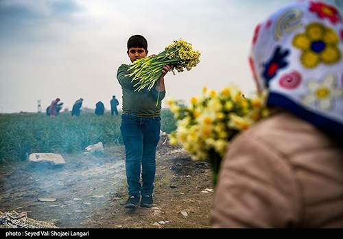 عکس‌های برداشت گل نرگس از مازندران دل‌تان را می‌برد