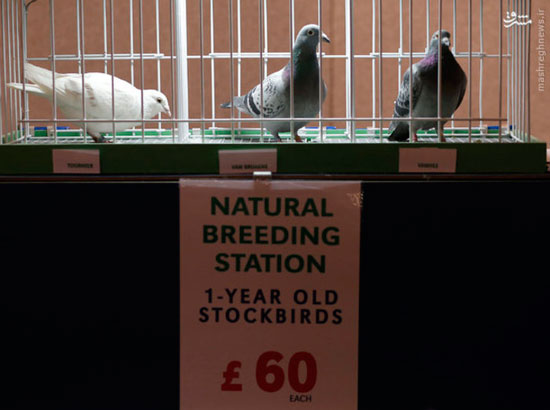 عکس: رقابت کبوتربازان انگلیسی