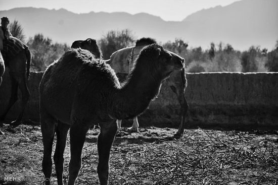 شترهای روستای مصر +عکس