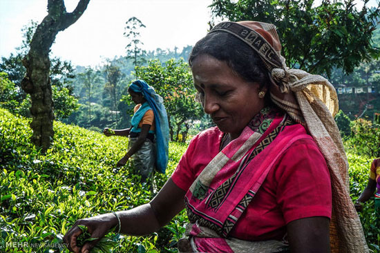 مزارع چای سیلان در سریلانکا‎ +عکس
