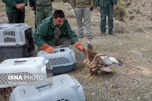 رهاسازی پرندگان شکاری در پلنگ دره