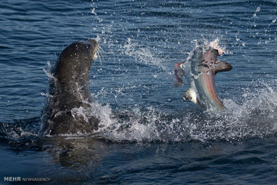 شکار کوسه توسط شیر دریایی‎