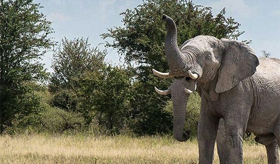 آیا فیلِ دو خرطوم واقعیت دارد؟
