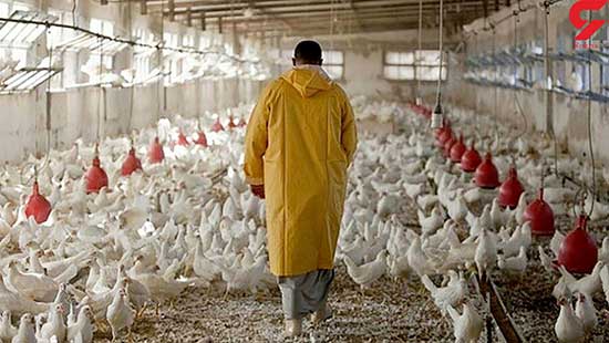 پشت‌پرده کشتار مرغ‌های تریاکی در کشور!