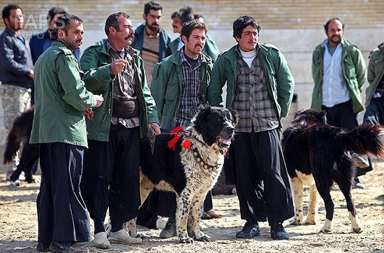 عکس: فستیوال سگ‌های شکاری در ایران