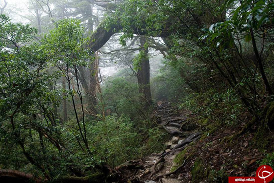 قدیمی‌ترین جنگل‌های جهان