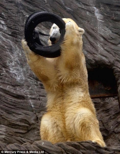 گردنبند جالب یک خرس قطبی +عکس