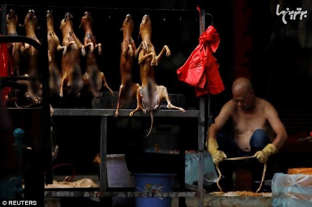 جشنواره گوشت سگ در چین (۱۶+)