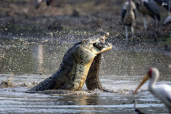 عکس: همنوع خواری تمساح