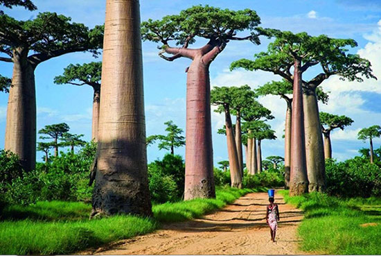 گردشگری هیجانی؛ سفر به ماداگاسکار