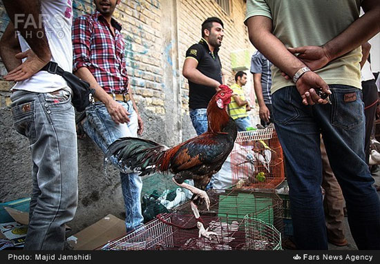 عکس: بازار فروش پرندگان در بندرعباس