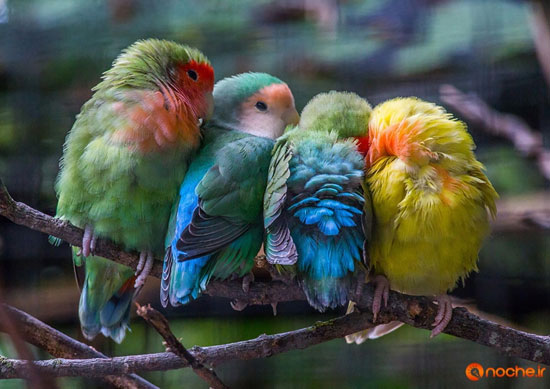 عکس: همکاری پرندگان برای گرم ماندن!