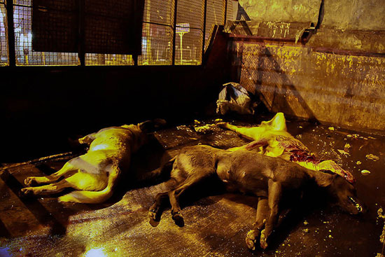 عکس: سگ‌ کشی در دل تاریکی شب