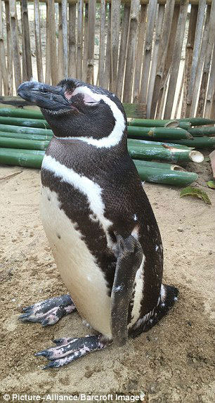 پنگوئن معروف باز به دیدار رفیقش رفت!