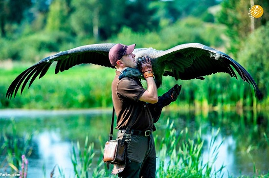 بزرگترین پرنده شکاری در جهان