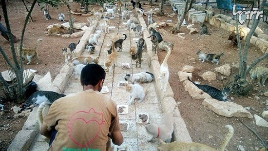 مردی که در سوریه ماند تا از گربه ها مراقبت کند!