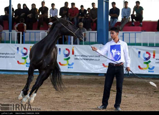 مسابقات زیبایی اسب +عکس