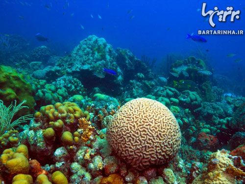 در اعماق کارائیب با صخره‌های مرجانی