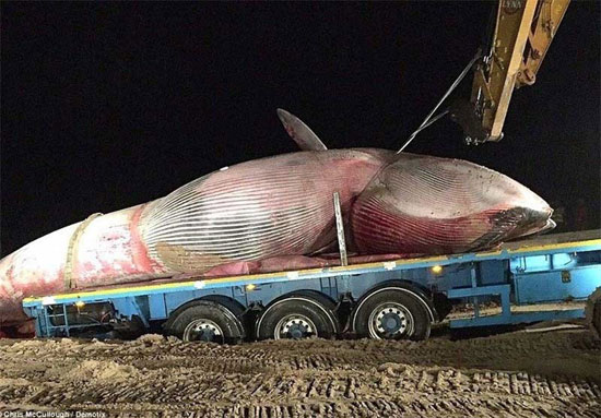 عکس: کشف لاشه نهنگ غول پیکر در ایرلند