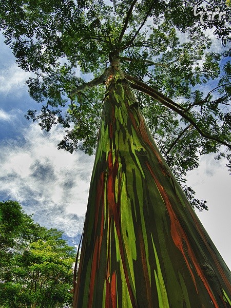 باورنکردنی ترین درختان دنیا!