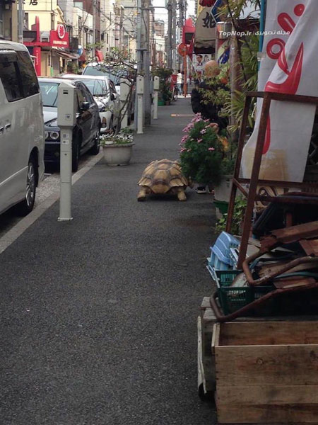 حیوان خانگی عجیب پیرمرد ژاپنی! +عکس