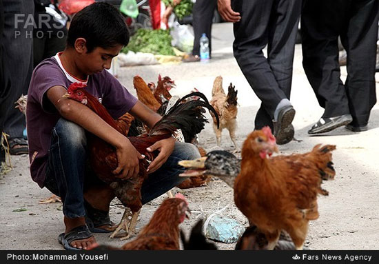 عکس: بازار فروش پرندگان در بوشهر