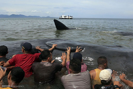 خودکشی نهنگ ها در اندونزی