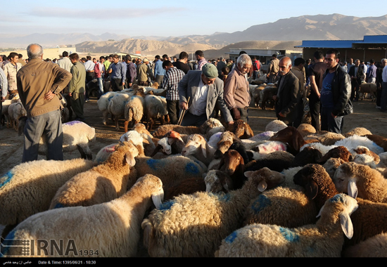 بازار خرید و فروش دام در آستانه عید قربان