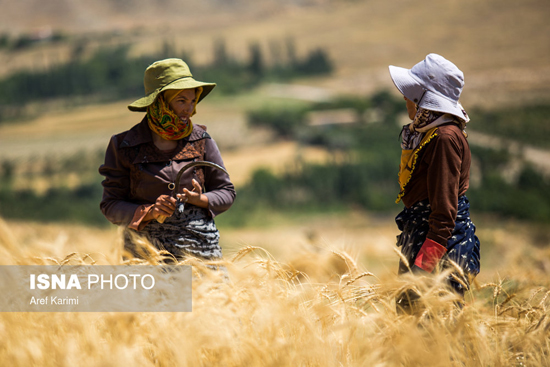 برداشت سنتی گندم