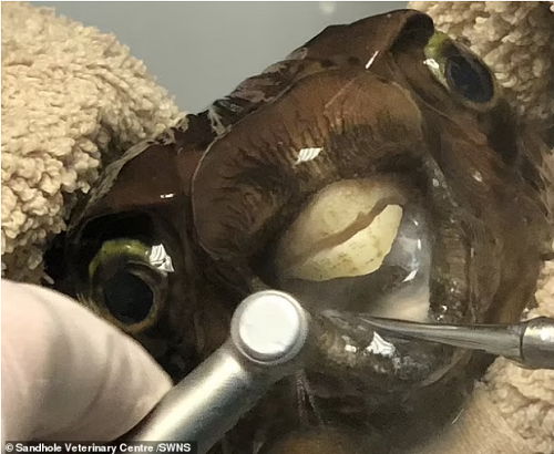 ماجرای عجیب یک ماهی که به دندانپزشکی رفت!