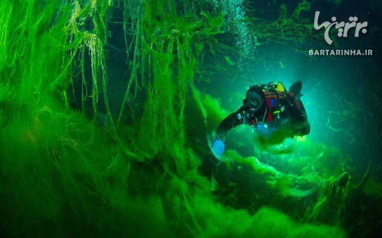 تصاویر زیبا و دیدنی از دنیای زیر آب