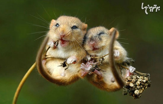 زیبایی موش‌های چشم‌دکمه‌ای! +عکس