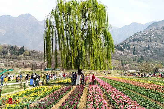 جشنواره گل‌های لاله در بهشت روی زمین