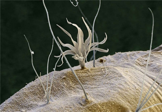 اندام شگفت‌انگیز موجودات میکروسکوپی
